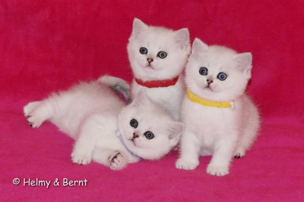 S*Esteticas Estrella (Estrella), S*Esteticas Eskil (Eskil) and S*Esteticas Elvira (Elvira) 6 weeks - nr 1