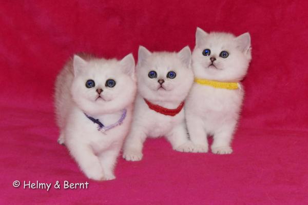 S*Esteticas Estrella (Estrella), S*Esteticas Eskil (Eskil) and S*Esteticas Elvira (Elvira) 6 weeks - nr 2