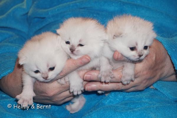 S*Esteticas Fabian, S*Esteticas Frost (Lussefer) and S*Esteticas Figaro (Lexuz) 2 weeks - nr 1