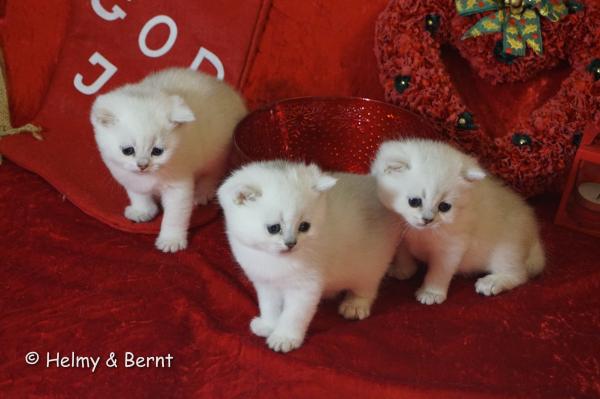 S*Esteticas Fabian, S*Esteticas Frost (Lussefer) and S*Esteticas Figaro (Lexuz) Christmas 2017 - nr 2