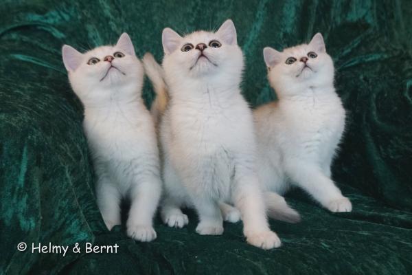 S*Esteticas Fabian, S*Esteticas Frost (Lussefer) and S*Esteticas Figaro (Lexuz) 12 weeks