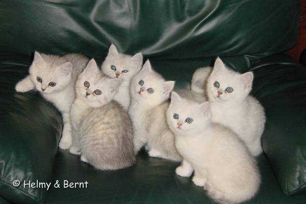 S*Esteticas Felina, S*Esteticas Eloisa Eila (Zoi), S*Esteticas Epeli Esko (Nallo), S*Esteticas Epeli Eino, S*Esteticas Freja Fairytail (Issa) and GIC S*Esteticas Eloisa Enya (Enya) - nr 6 and 8 weeks