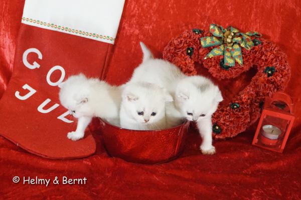 S*Esteticas Figaro (Lexuz), S*Esteticas Fabian and S*Esteticas Frost (Lussefer) Christmas 2017