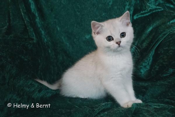 S*Esteticas Figaro (Lexuz) 12 weeks - nr 1