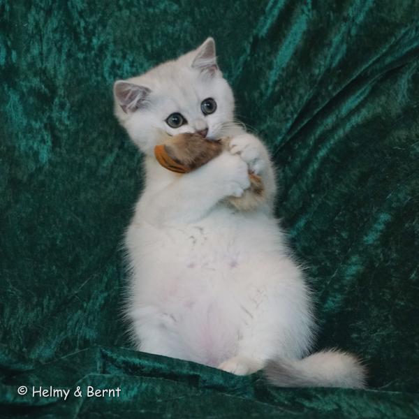 S*Esteticas Figaro (Lexuz) 12 weeks - nr 2