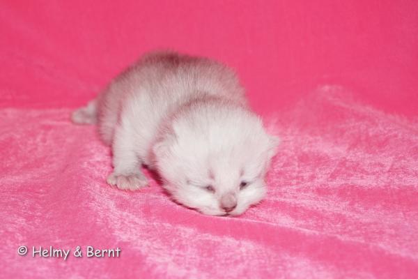 S*Esteticas Figaro (Lexuz) 1 week - nr 1