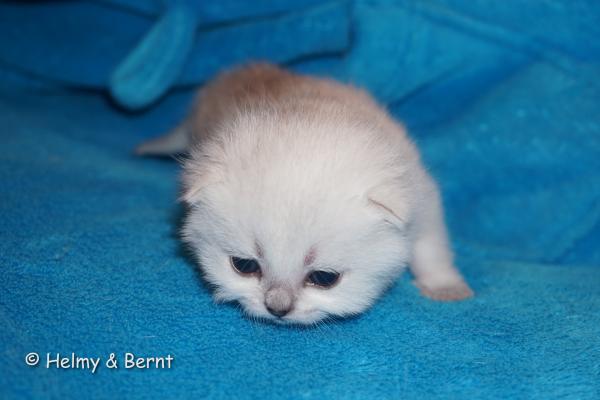 S*Esteticas Figaro (Lexuz) 2 weeks