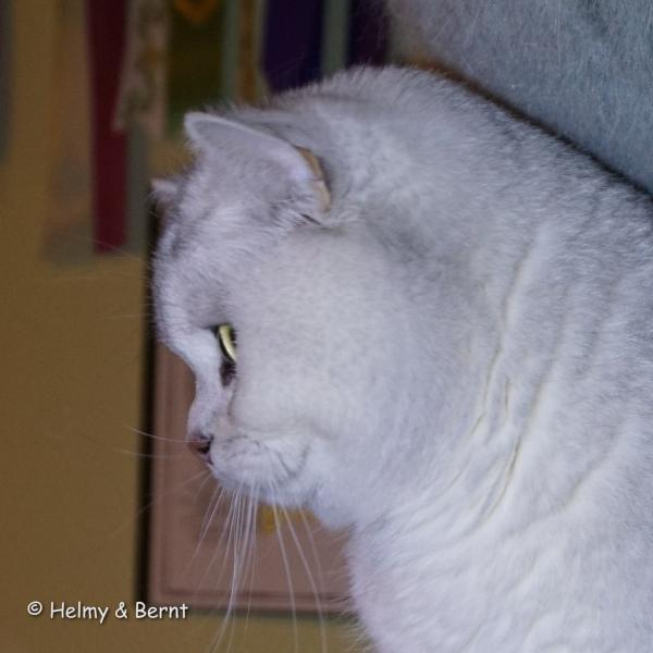 S*Esteticas Figaro (Lexuz) Lexuz profil 2 years