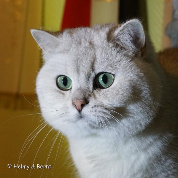S*Esteticas Figaro (Lexuz) Lexuz 2 years - nr 1