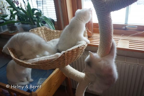 This is what 99% of the images look like when photographing kittens.