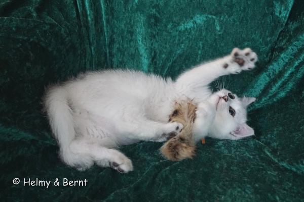 S*Esteticas Frost (Lussefer) 12 weeks - nr 2