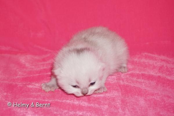 S*Esteticas Frost (Lussefer) 1 week - nr 1