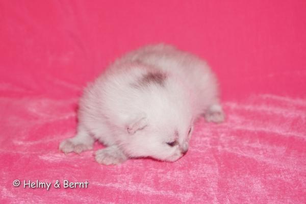 S*Esteticas Frost (Lussefer) 1 week - nr 2