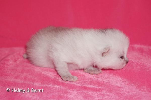 S*Esteticas Frost (Lussefer) 1 week - nr 3