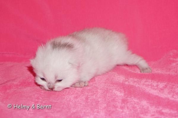 S*Esteticas Frost (Lussefer) 1 week - nr 4