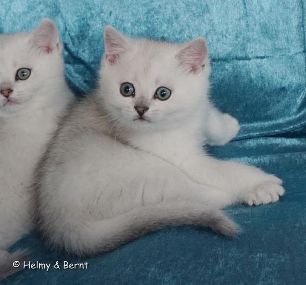 S*Esteticas Frost (Lussefer) 8 weeks - nr 2