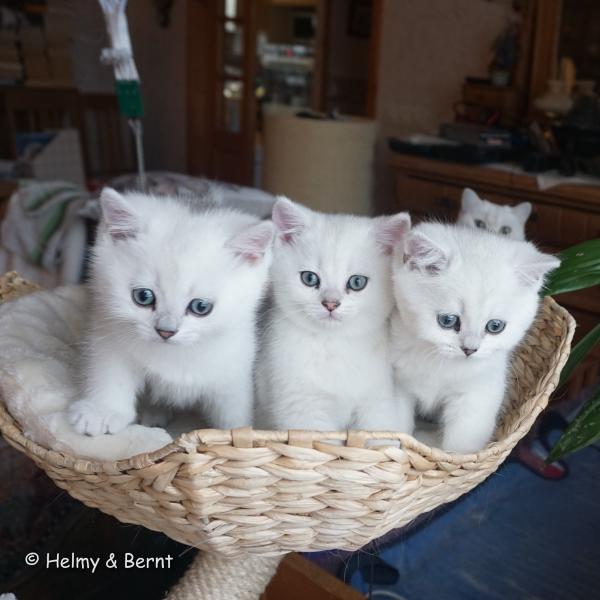 S*Esteticas Frost (Lussefer), S*Esteticas Fabian and S*Esteticas Figaro (Lexuz) 7 weeks - nr 1