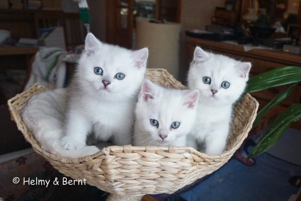 S*Esteticas Frost (Lussefer), S*Esteticas Fabian and S*Esteticas Figaro (Lexuz) 7 weeks - nr 2