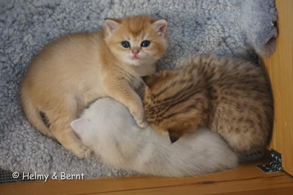 S*Esteticas Goldie (Goldie), S*Esteticas Gilbert and S*Esteticas Goding (Goding) 4 weeks - nr 2