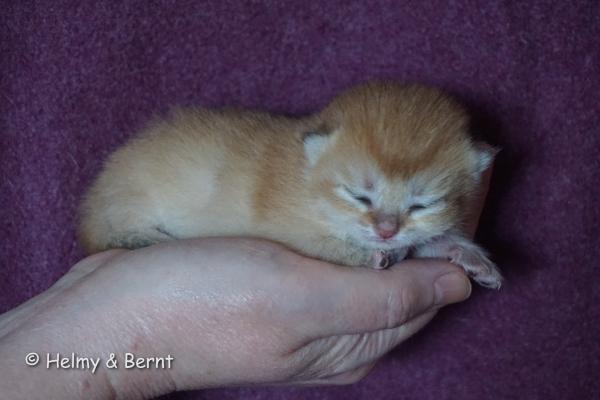 S*Esteticas Goldie (Goldie) 1 week - nr 1