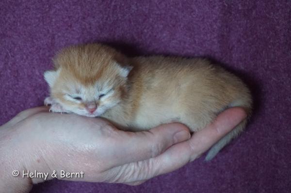 S*Esteticas Goldie (Goldie) 1 week - nr 2