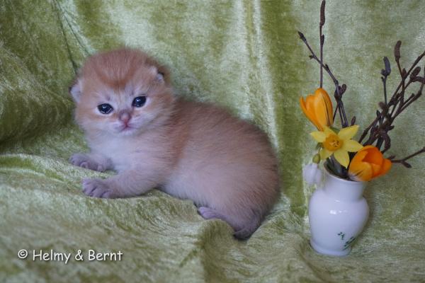 S*Esteticas Goldie (Goldie) 2 weeks - nr 1