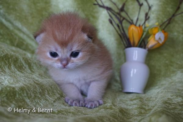 S*Esteticas Goldie (Goldie) 2 weeks - nr 2