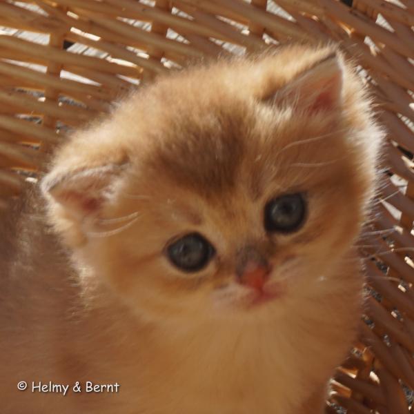 S*Esteticas Goldie (Goldie) 4 weeks - nr 1