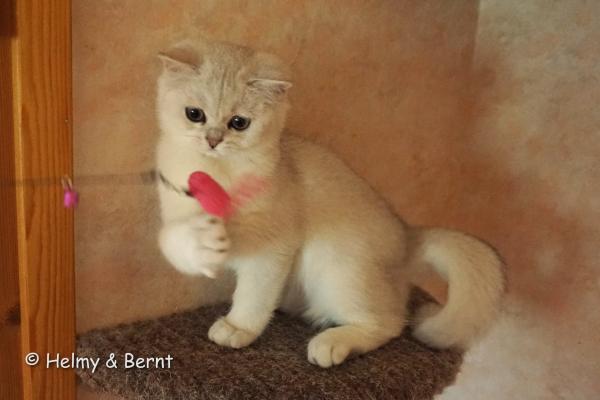 S*Esteticas Gilbert 13 weeks - nr 2