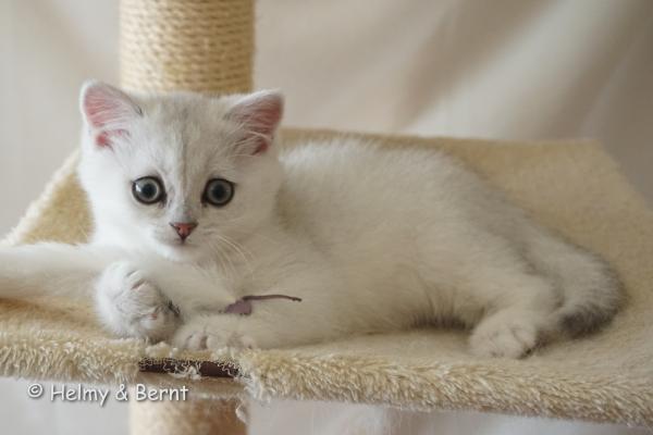 S*Esteticas Gilbert 9 weeks - nr 1