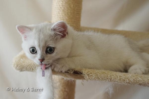 S*Esteticas Gilbert 9 weeks - nr 2
