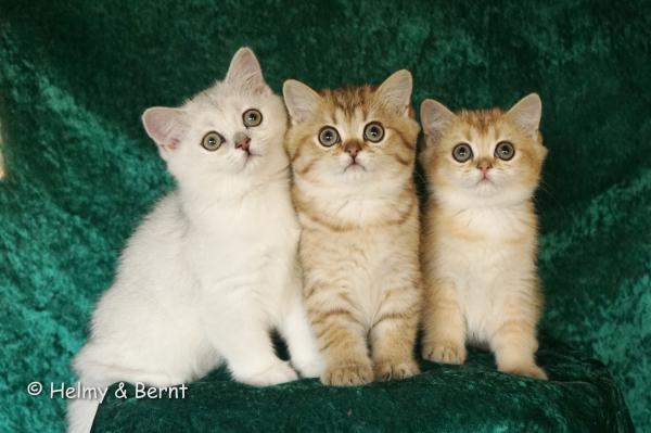 S*Esteticas Gilbert, S*Esteticas Goding (Goding) and S*Esteticas Goldie (Goldie) 11 weeks - nr 1
