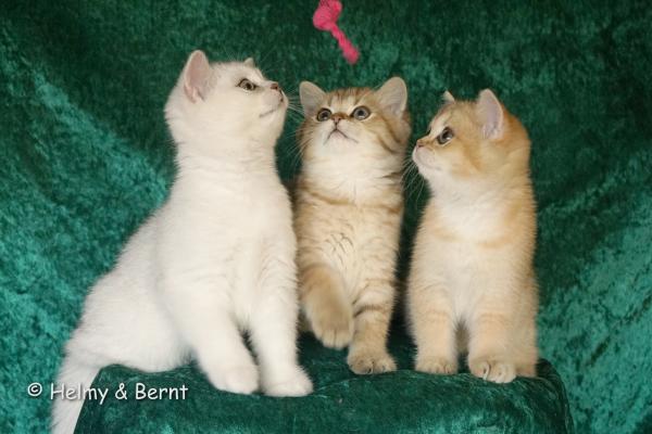 S*Esteticas Gilbert, S*Esteticas Goding (Goding) and S*Esteticas Goldie (Goldie) 11 weeks - nr 2