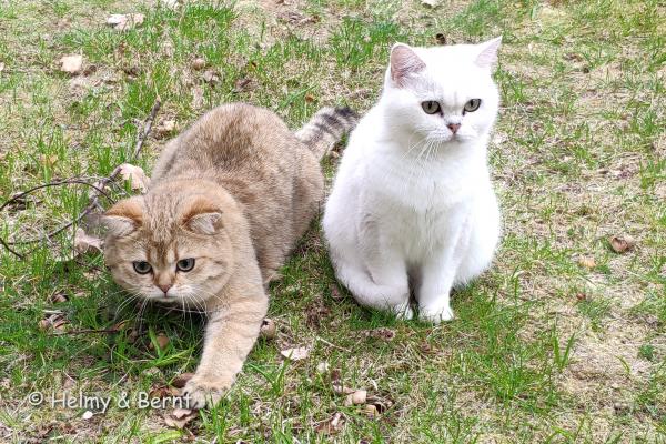 S*Esteticas Goding (Goding) and S*Esteticas Zinnea (Zinnea) I2-litter 