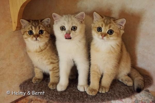 S*Esteticas Goding (Goding), S*Esteticas Gilbert and S*Esteticas Goldie (Goldie) 13 weeks - nr 2