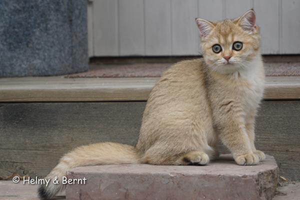 S*Esteticas Goldie (Goldie) 16 weeks - nr 1
