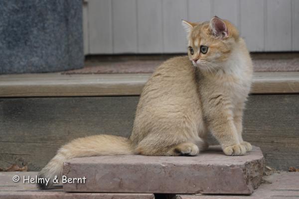 S*Esteticas Goldie (Goldie) 16 weeks - nr 2