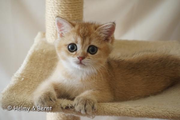 S*Esteticas Goldie (Goldie) 9 weeks - nr 2