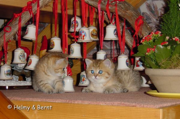 CH S*Esteticas Golden Grace (Grace) and S*Esteticas Golden Boy (Tusse) 7 weeks Christmas