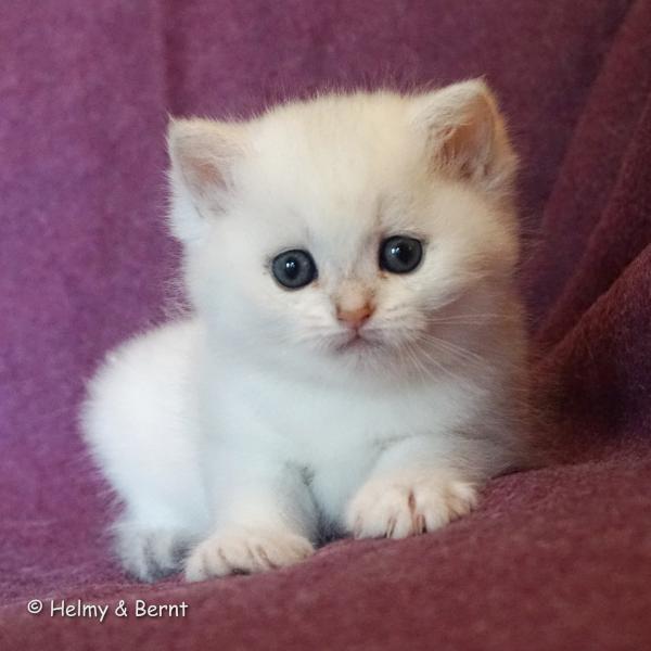 S*Esteticas Harry 5 weeks - nr 1
