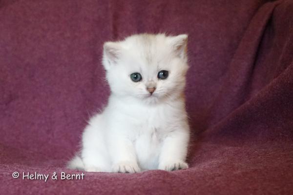 S*Esteticas Hera 5 weeks - nr 1