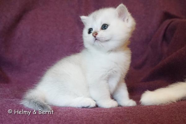 S*Esteticas Hera 5 weeks - nr 2
