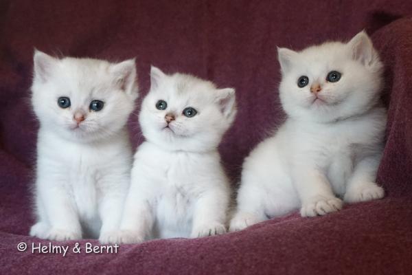S*Esteticas Hugo, S*Esteticas Hera and S*Esteticas Harry 5 weeks - nr 2