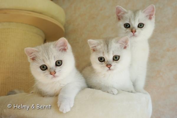 S*Esteticas Harry, S*Esteticas Hera and S*Esteticas Hugo 11 weeks - nr 2