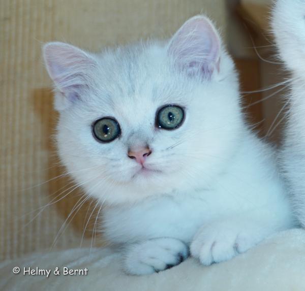S*Esteticas Harry 11 weeks - nr 1