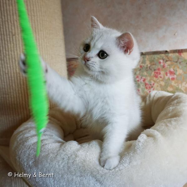 S*Esteticas Harry 11 weeks - nr 2