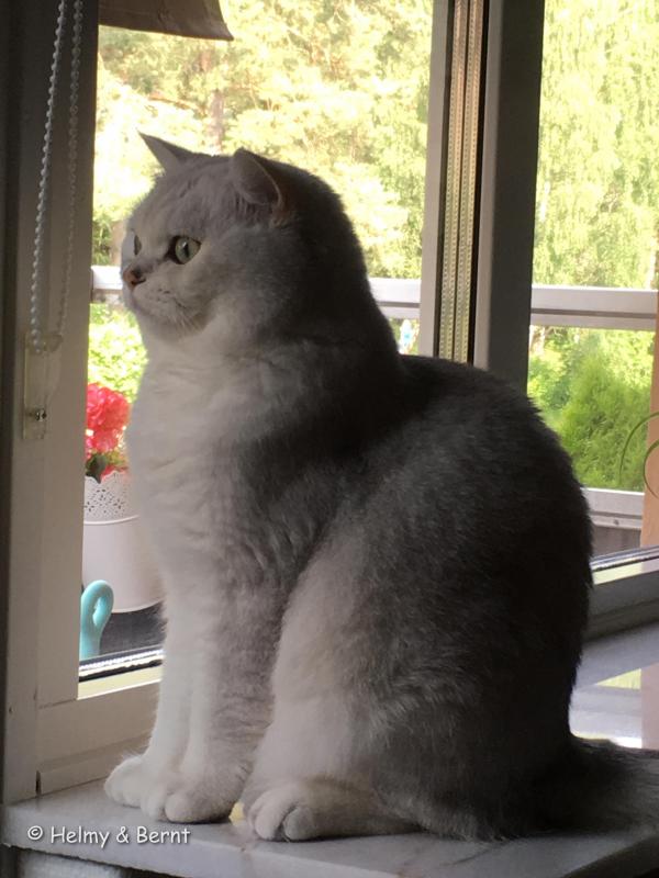 S*Esteticas Harry 16 months - nr 2