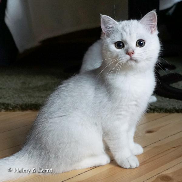 S*Esteticas Harry 16 weeks - nr 2