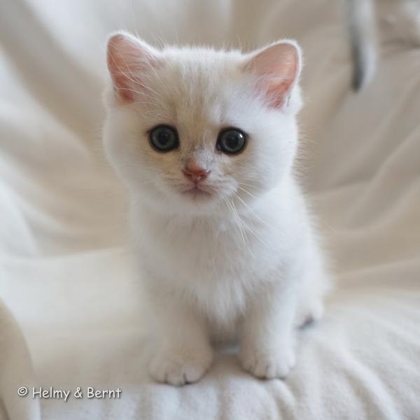S*Esteticas Harry 8 weeks - nr 1