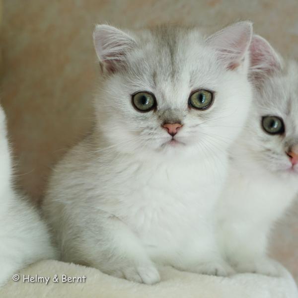 S*Esteticas Hera 11 weeks - nr 1
